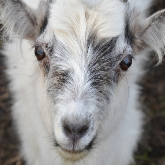 Коза в шоке: с таким лицом я заменяла гифки с мемами на случайные фото животных, чтобы загрузить проект на проверку