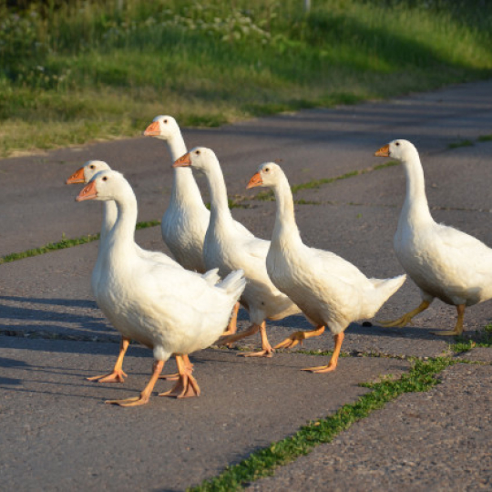 Шесть гусей идут на восток по дороге