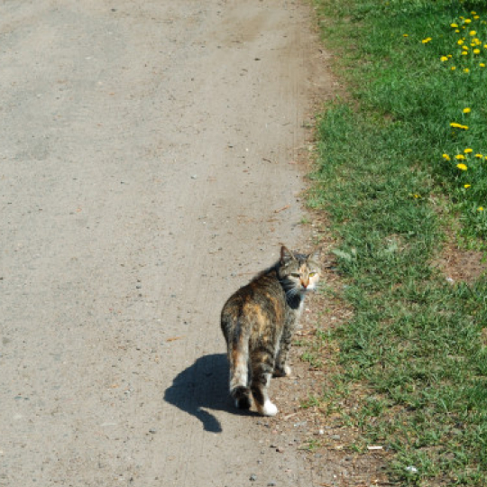 Уличный кот обернулся посмореть в объектив камеры