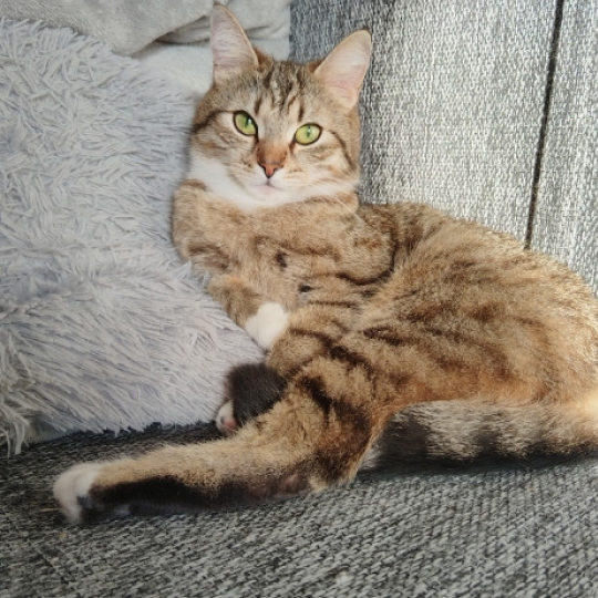 Кошка лежит на диване