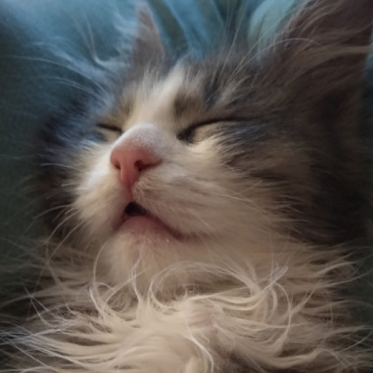 Кошка сладко спит