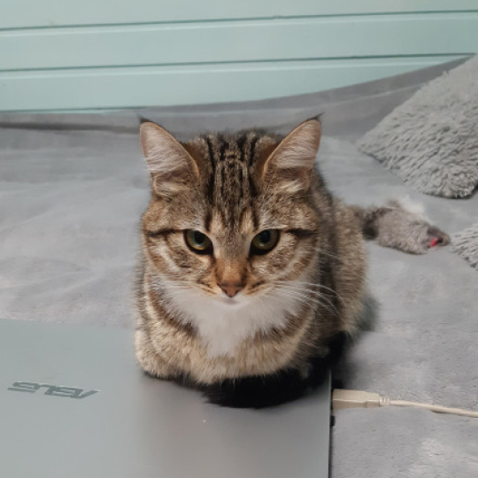 Кошка лежит на закрытом ноутбуке