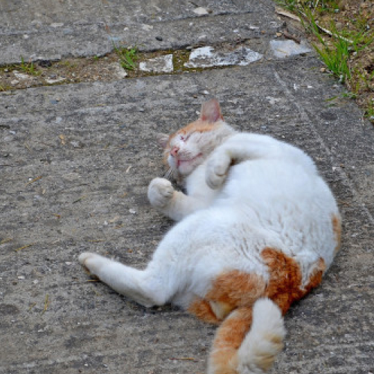 Кошка зажмурилась и лежит на асфальте