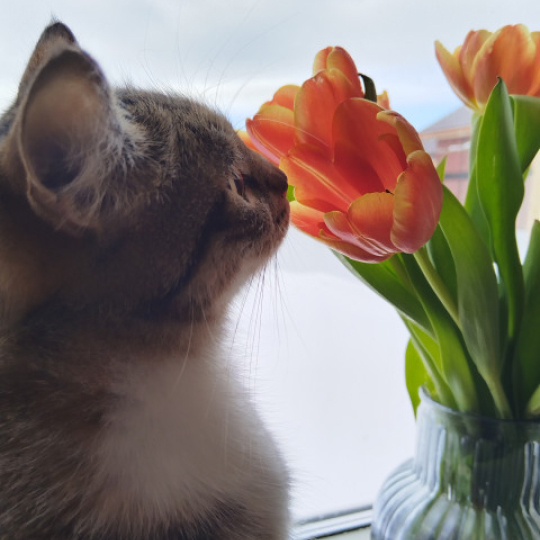 Кошка нюхает тюльпан